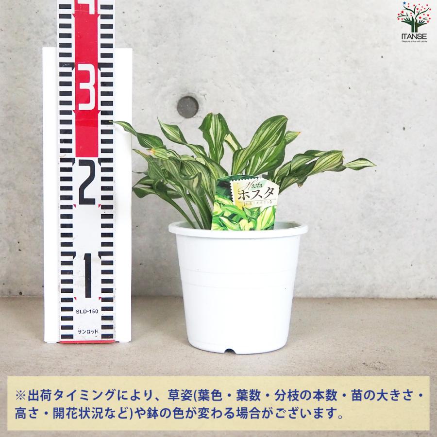 ITANSE ホスタ ウンジュラータ 花苗 4〜5号ポット/1個売り 宿根草