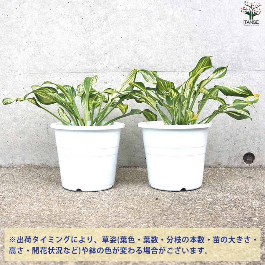 ITANSE ホスタ ウンジュラータ 花苗 4〜5号ポット/1個売り 宿根草