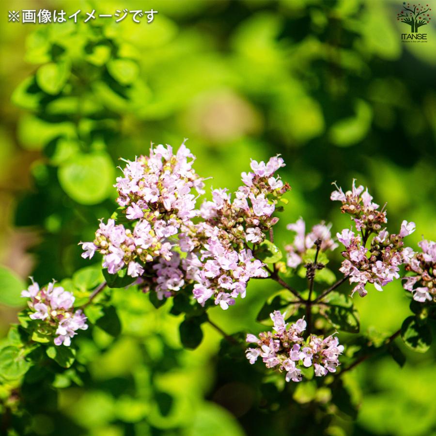 ITANSE オレガノ マルゲリータ 花苗 2.5号ポット/お買い得6個セット