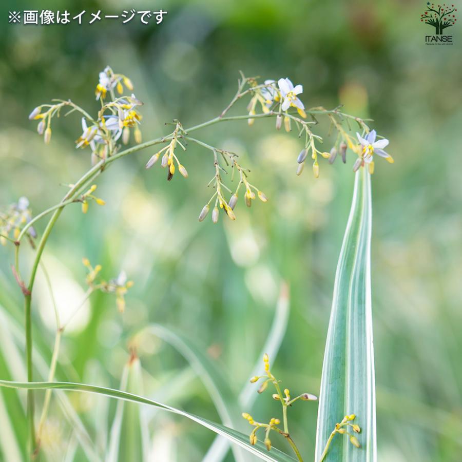 ITANSE 斑入りキキョウラン 花苗 3.5号鉢/お買い得2個セット