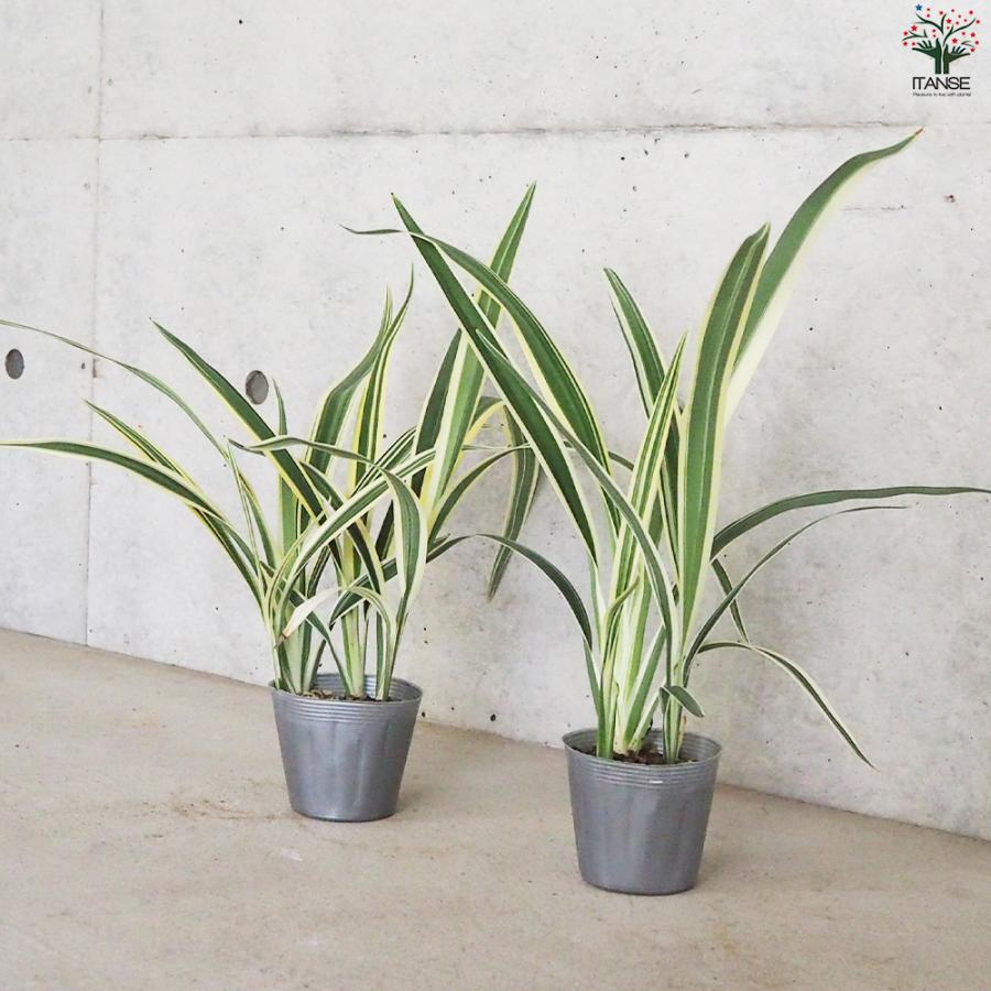 完売　希少大株【斑入りキキョウラン＊ディアネラ＊桔梗蘭】肉厚でお見事なストライプ ディアネラ（キキョウラン）斑入り：フラックスリリー3.5号