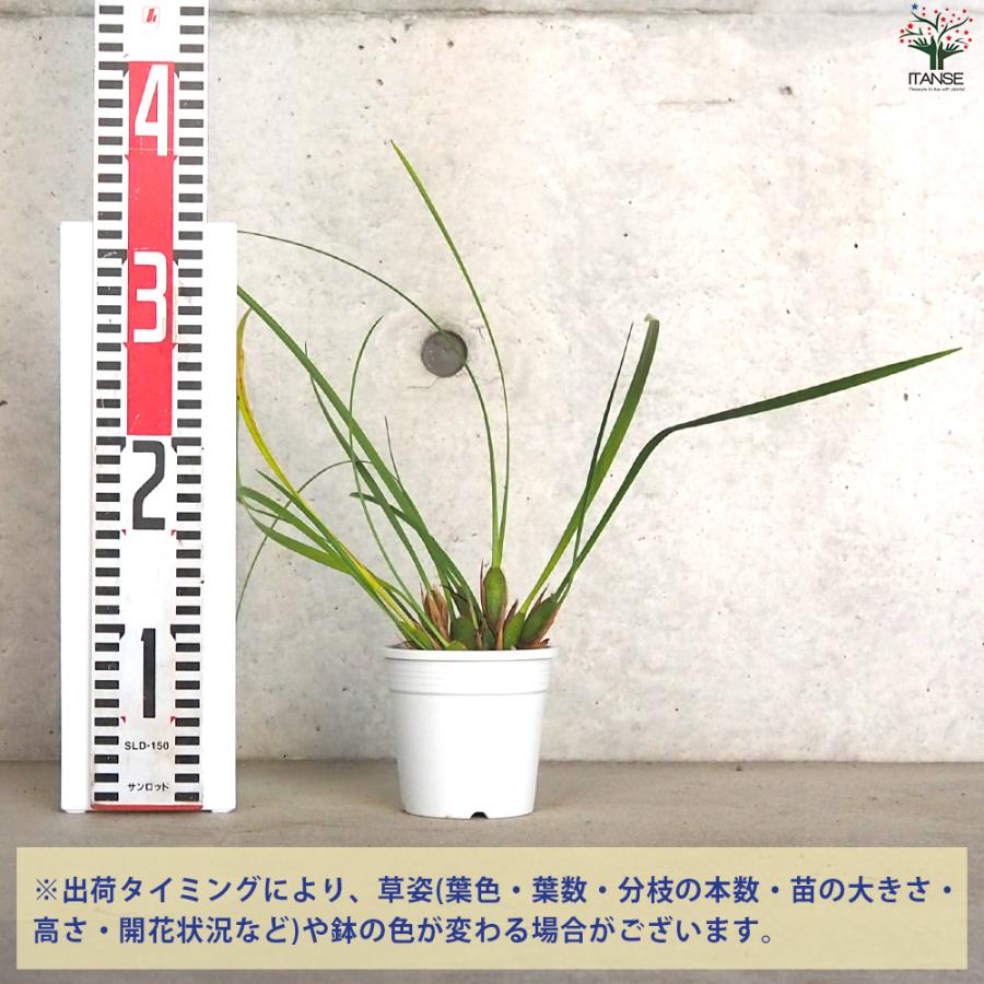 ITANSE マキシラリヤ テヌイフォーリア 花苗 3.5号ポット/お買い得2個セット 着生植物 イタンセ公式｜itanse｜02