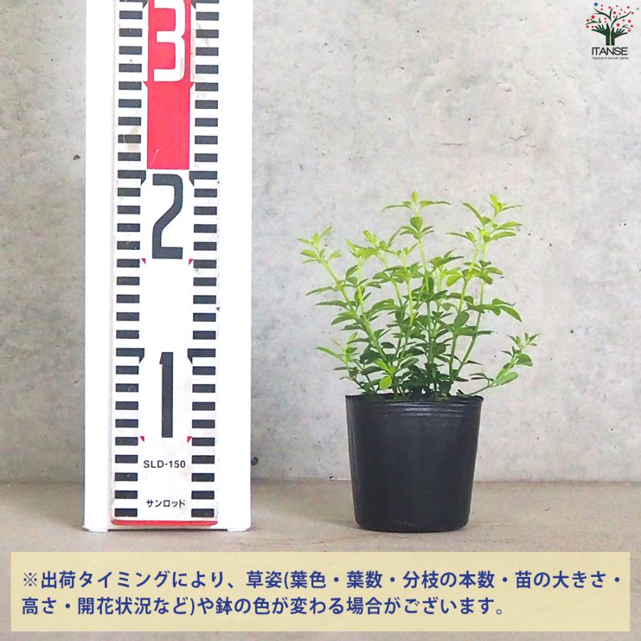 ITANSE ヒマラヤソケイ イエローバタフライ 花苗 3号ポット/1個売り