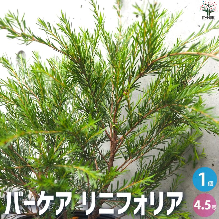 ITANSE バーケア ・リニフォリア 庭木 4.5号ポット/1個売り ベッケア