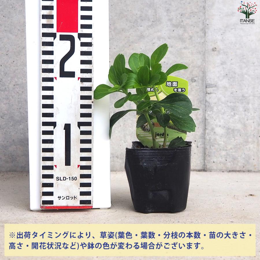 ITANSE グランドカバー フッキソウ 花苗 9cmポット/お買い得12個セット 花の苗 カラーリーフ ハンギング イタンセ公式_1