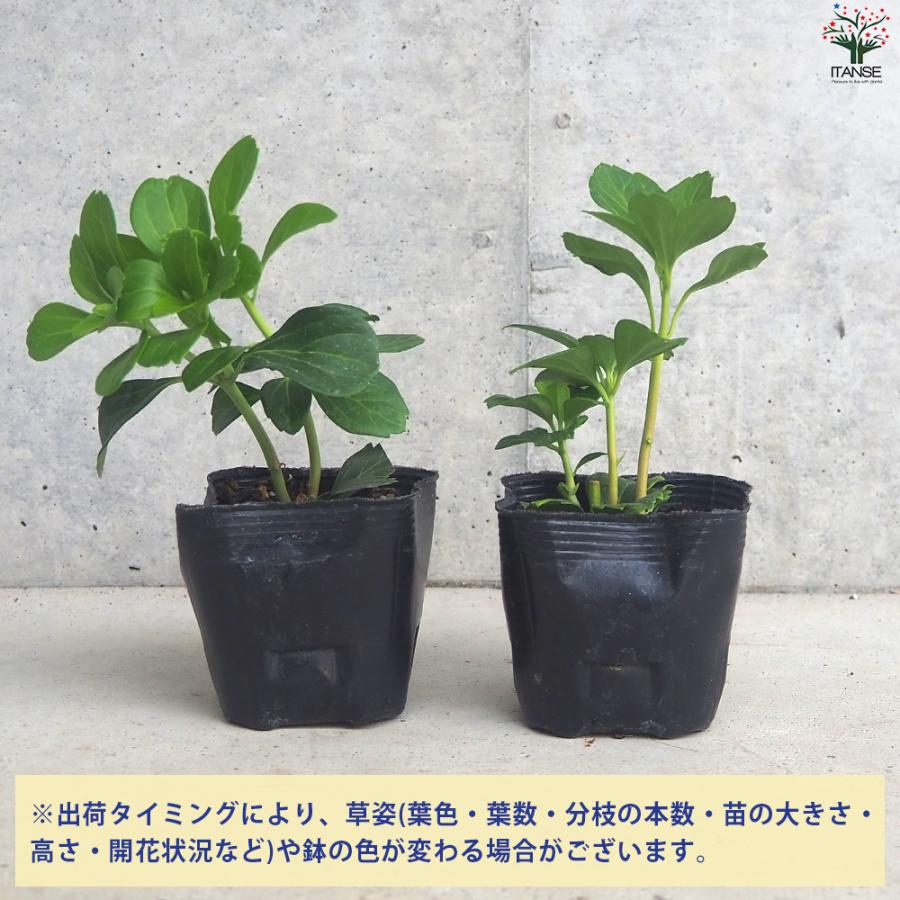 ITANSE グランドカバー フッキソウ 花苗 9cmポット/お買い得12個セット 花の苗 カラーリーフ ハンギング イタンセ公式_2