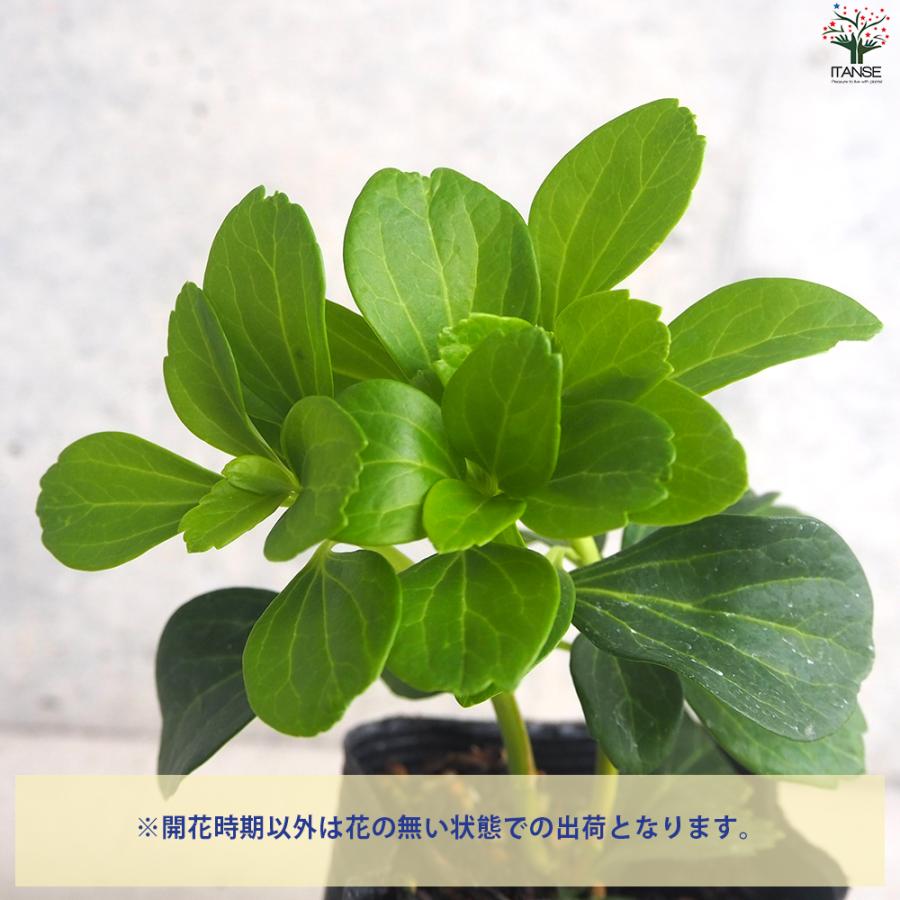 ITANSE グランドカバー フッキソウ 花苗 9cmポット/お買い得12個セット 花の苗 カラーリーフ ハンギング イタンセ公式_3