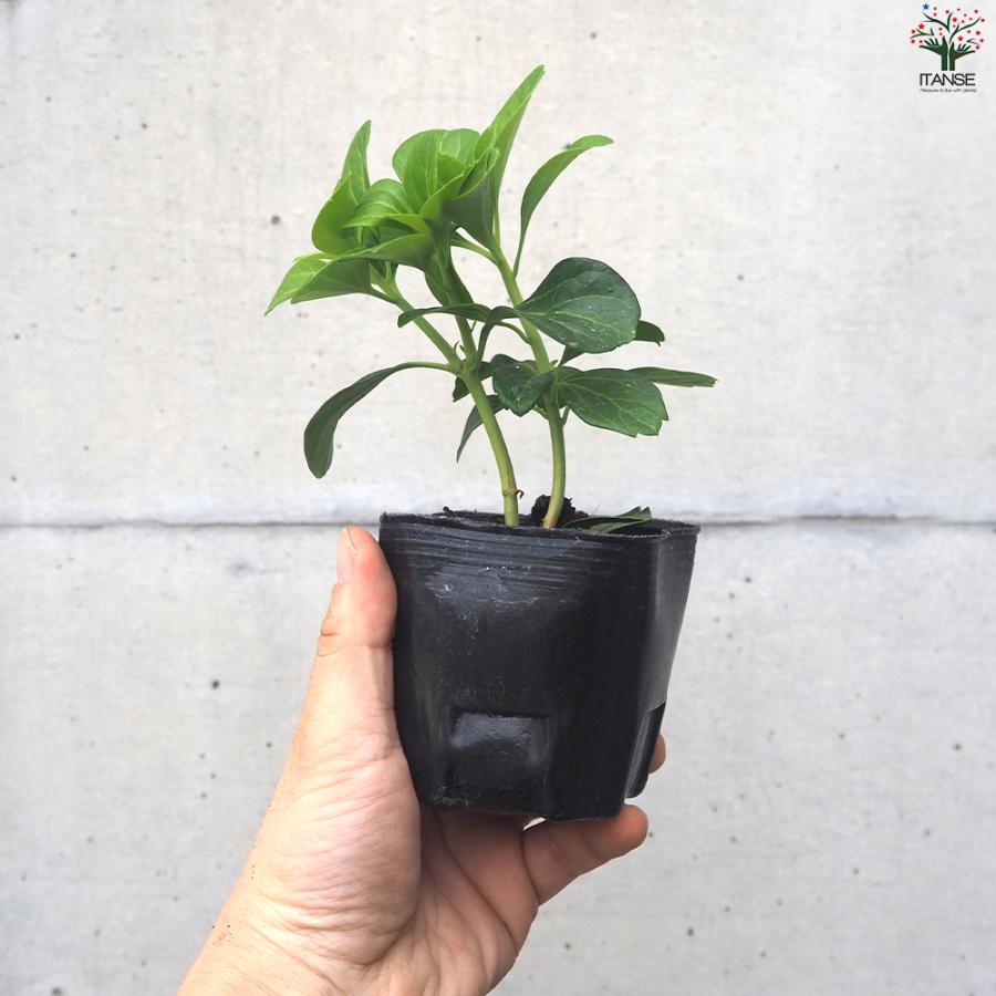 ITANSE グランドカバー フッキソウ 花苗 9cmポット/お買い得12個セット 花の苗 カラーリーフ ハンギング イタンセ公式_4