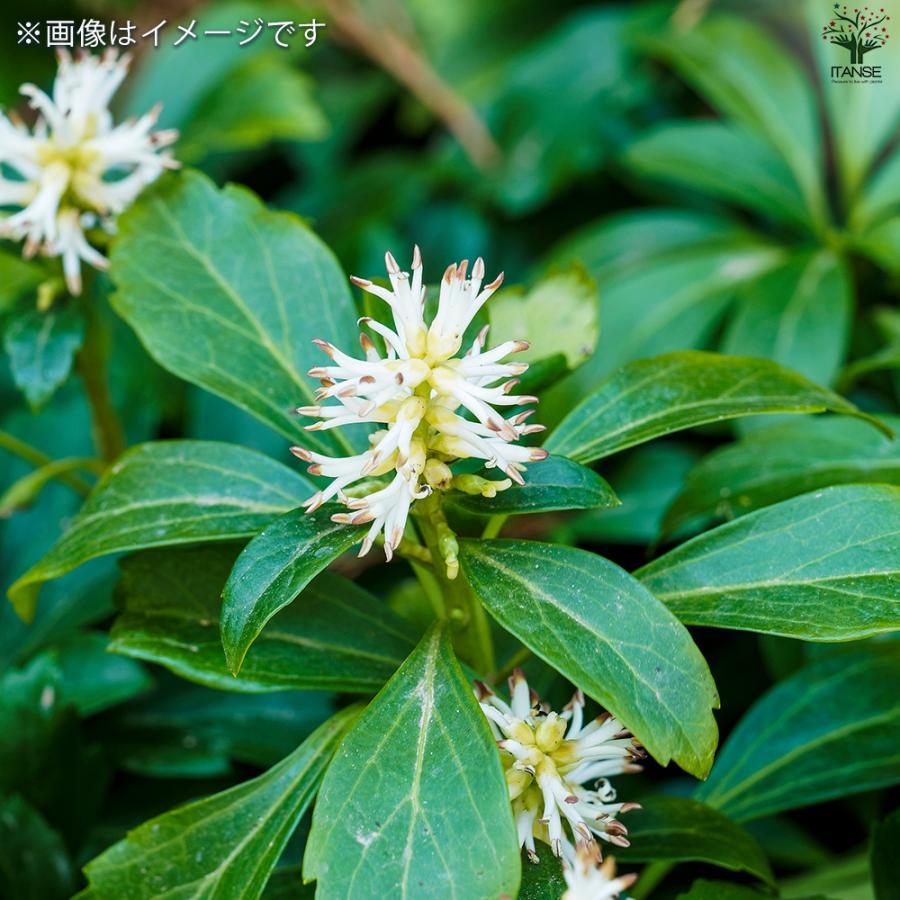 ITANSE グランドカバー フッキソウ 花苗 9cmポット/お買い得12個セット 花の苗 カラーリーフ ハンギング イタンセ公式_6