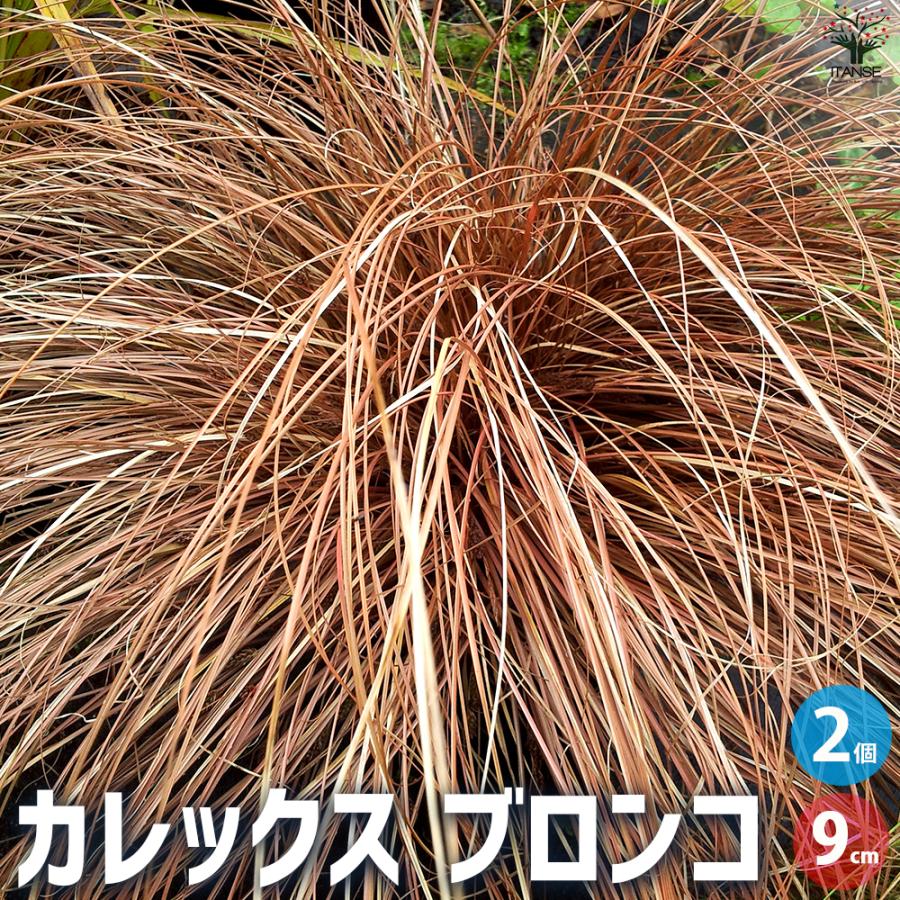 ITANSE カレックス ブロンコ 花苗 9cmポット/お買い得2個セット