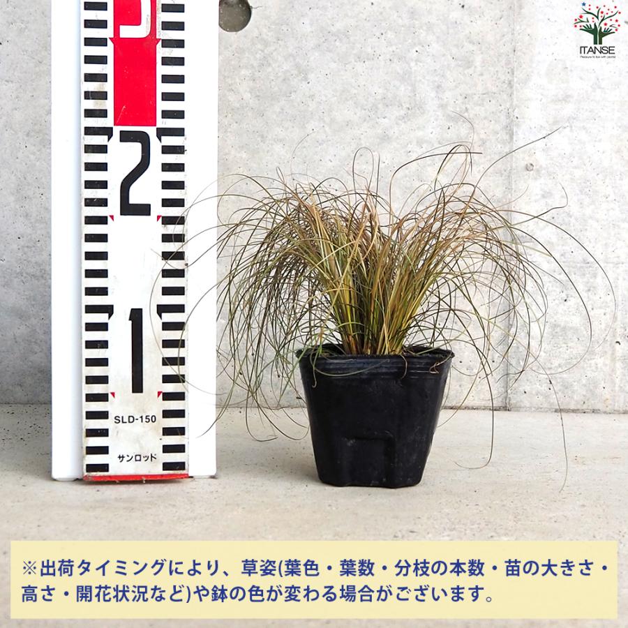 カレックス9鉢 ITANSE カレックス ブロンコ 花苗 9cmポット/お買い得8個セット カラー
