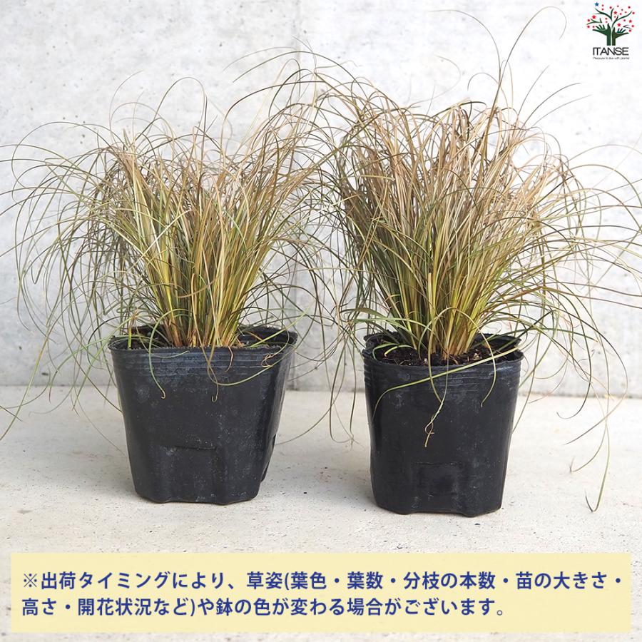 カレックス9鉢 ITANSE カレックス ブロンコ 花苗 9cmポット/お買い得8個セット カラー