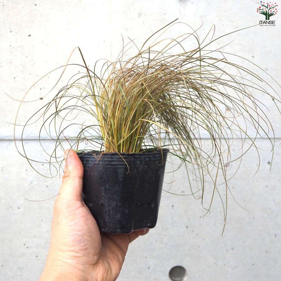 ITANSE カレックス ブロンコ 花苗 9cmポット/お買い得8個セット カラー
