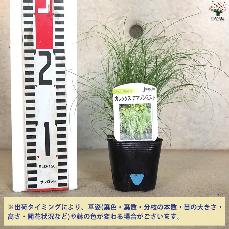 ITANSE カレックス アマゾンミスト 花苗 9cmポット/お買い得2個セット