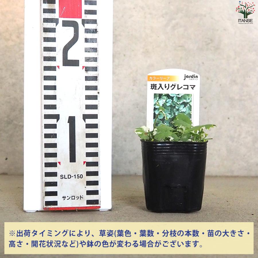 ITANSE 斑入りグレコマ 花苗 9cmポット/お買い得4個セット グランド