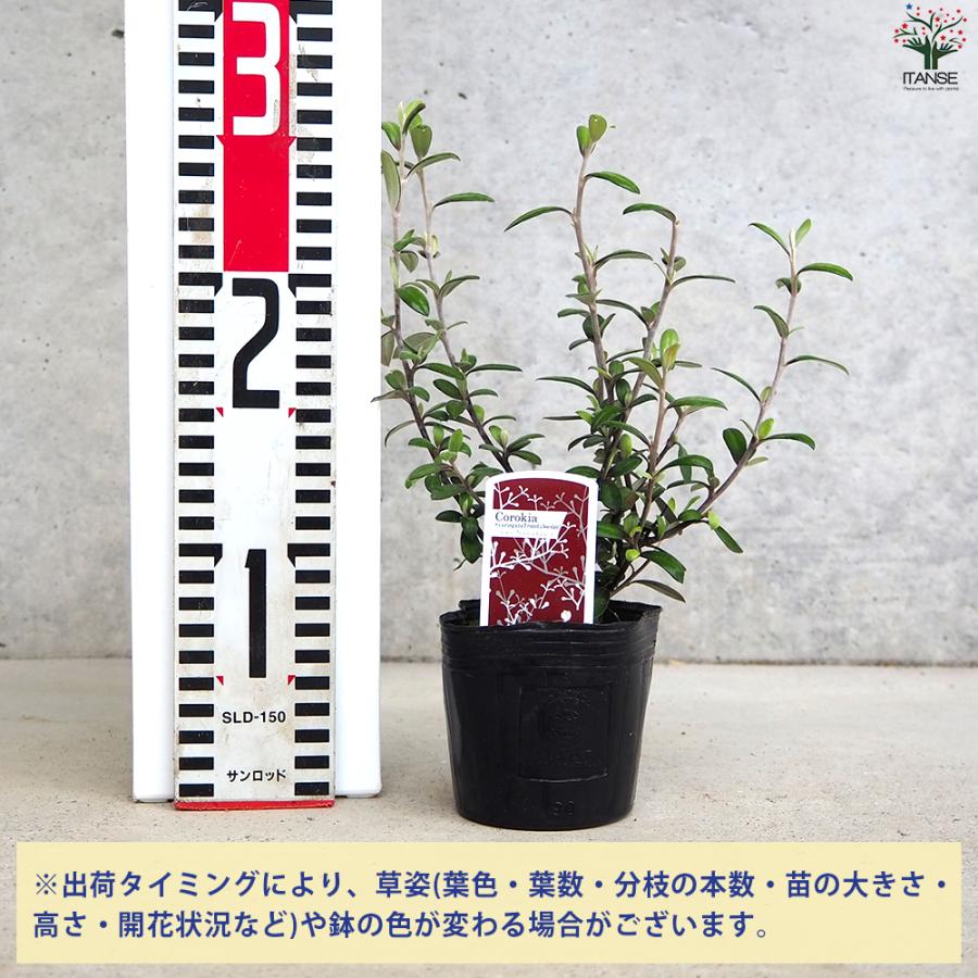 ITANSE コロキア フロステッドチョコレート 庭木 3号ポット/1個売り