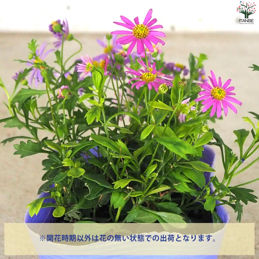 ITANSE カラーズ  姫小菊 花苗 10.5cm/お買い得6個セット 色MIX ハンギング ミックス 園芸品種 イタンセ公式｜itanse｜04