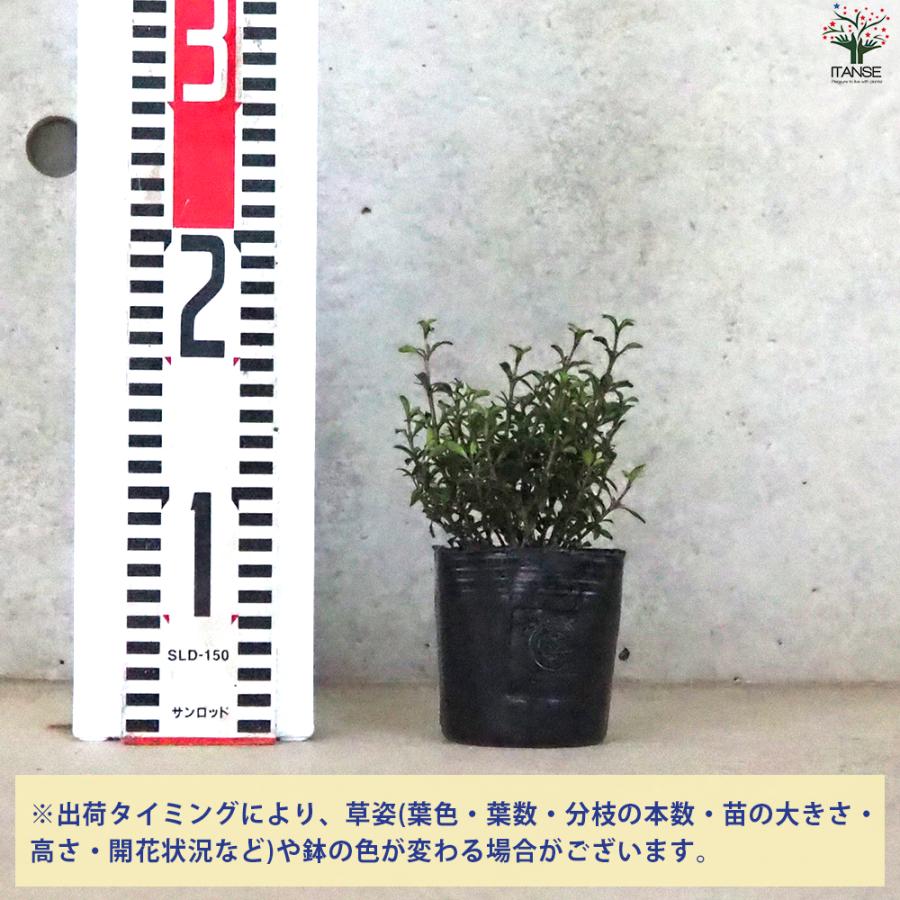 ITANSE コプロスマ マタイマジック 庭木 3号ポット/お買い得12個セット