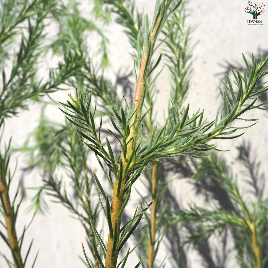 ITANSE グレビレア ハニージョー 花苗 5号鉢/お買い得2個セット