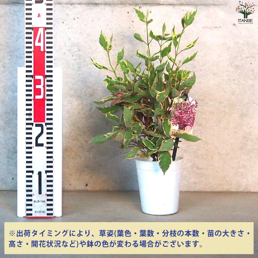 ITANSE コルヌスアルバ ミラクル 花苗 3.5号ポット/お買い得4個セット 花木 花木苗 サンゴミズキ イタンセ公式｜itanse｜02