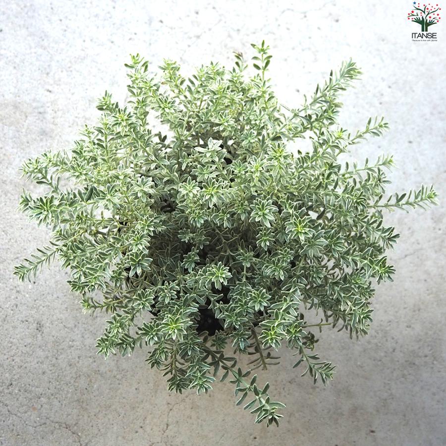 ITANSE ウエストリンギア スモーキーホワイト 庭木 5号ポット/1個売り