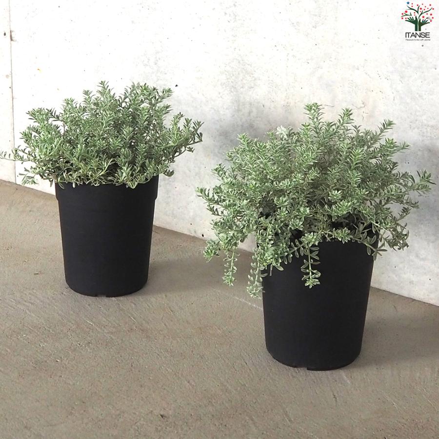 ITANSE ウエストリンギア スモーキーホワイト 庭木 5号ポット/1個売り