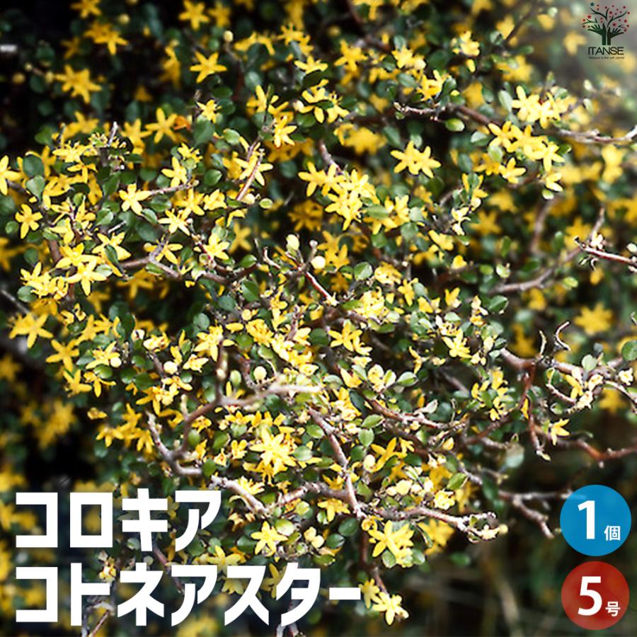 【確認用】　コロキア・コトネアスター ITANSE コロキア コトネアスター 庭木 5号鉢/1個売り 花木 花木苗