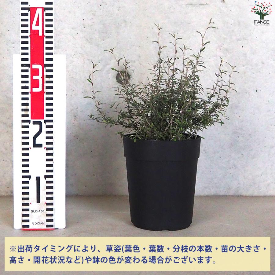 観葉植物　コロキア　コトネアスター　5号　陶器鉢　植え込み発送 観葉植物 コロキア コトネアスター 5号 陶器鉢 植え込み発送