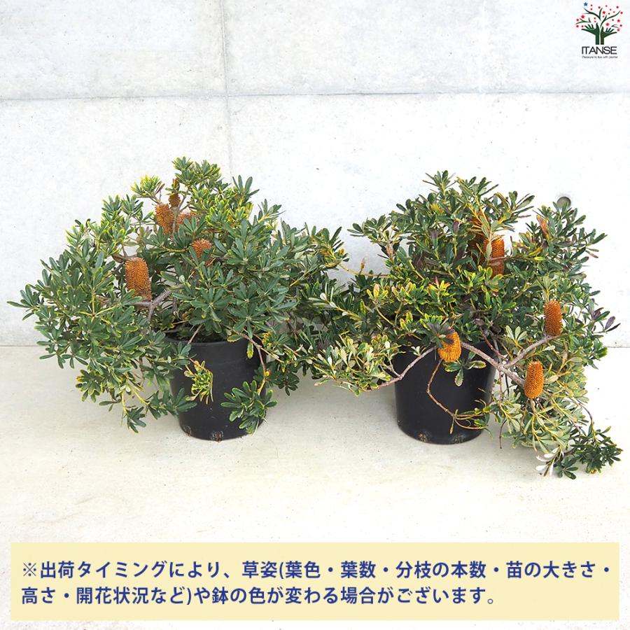 ITANSE バンクシア パラドーサドワーフジンジャー 庭木 7号鉢/1個売り