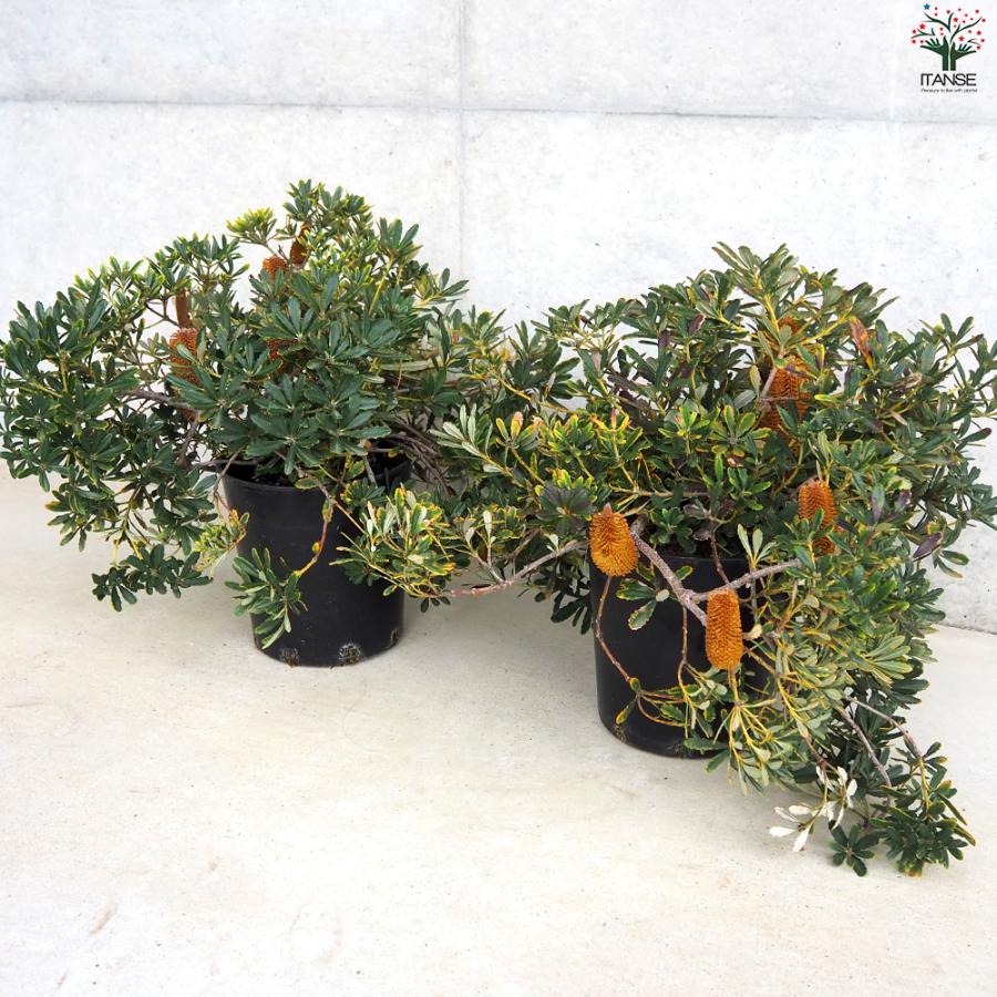 ITANSE バンクシア パラドーサドワーフジンジャー 庭木 7号鉢/1個売り