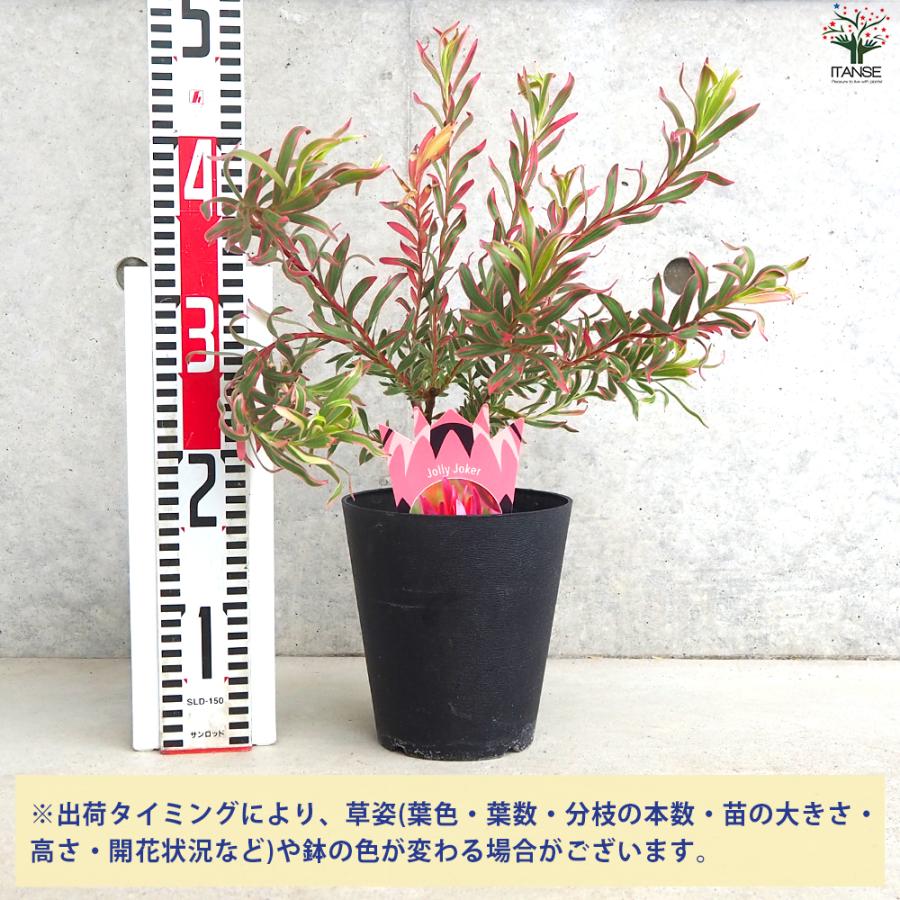ITANSE リューカデンドロン ジョリージョーカー 庭木 5号鉢/1個売り 銀