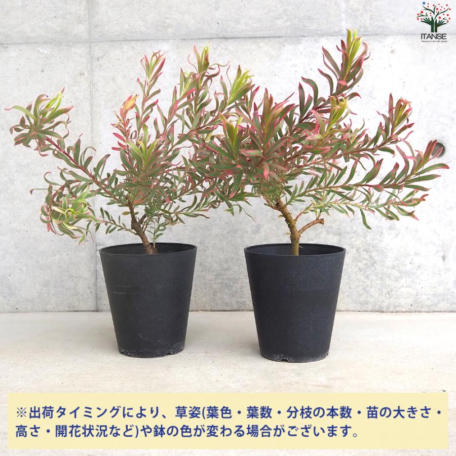 ITANSE リューカデンドロン ジョリージョーカー 庭木 5号鉢/1個売り 銀