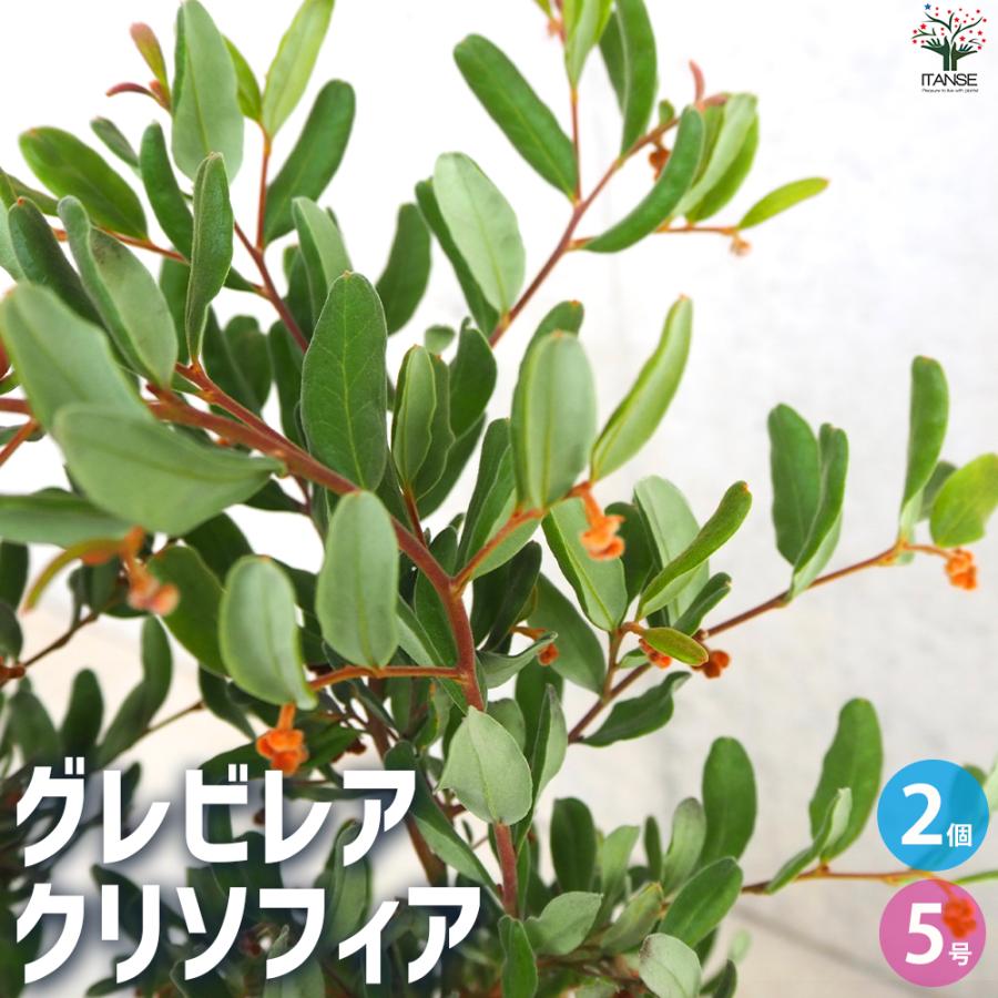 ITANSE グレビレア クリソフィア 庭木 5号鉢/お買い得2個セット