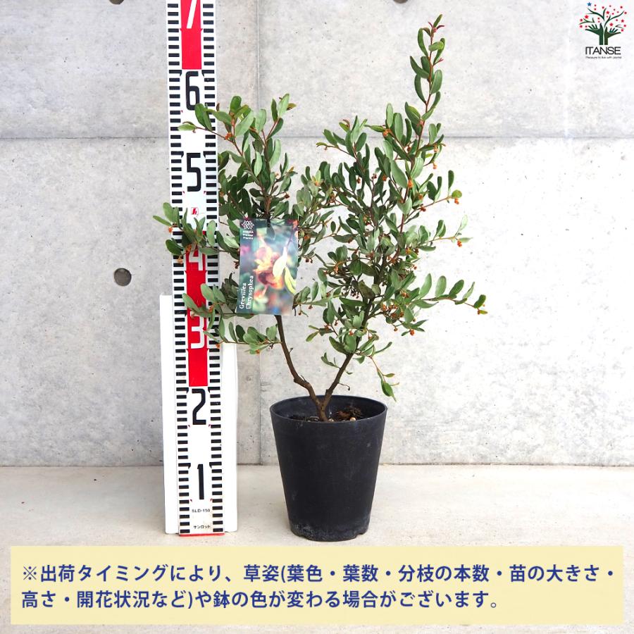 ITANSE グレビレア クリソフィア 庭木 5号鉢/お買い得2個セット