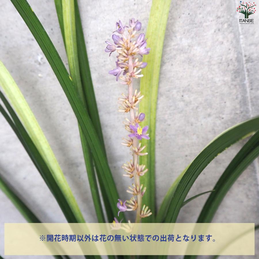 ITANSE ヤブラン ピュアブロンド 花苗 5号ポット/1個売り 芝生 ガーデニング イタンセ公式 : 野菜苗・植物・青果物販売の ...