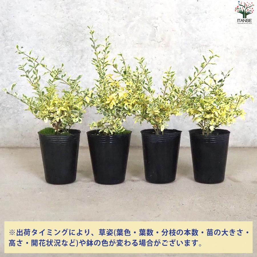 ITANSE プリペット カスタードリップル 庭木 2.5号ポット/お買い得3個セット ガーデニング イタンセ公式 Amazon.co.jp:  ＩＴＡＮＳＥ プリペット カスタードリップル 2.5号 2個セット【品種で選べる花木苗】大きく明るい斑が魅力 : DIY・工具・ガーデン