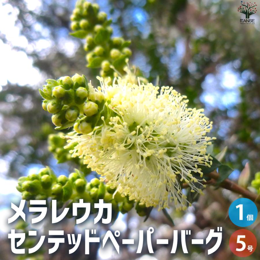 ITANSE メラレウカ センテッドペーパーバーグ 庭木 5号鉢/1個売り