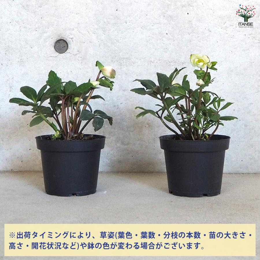 ITANSE クリスマスローズ パウロ 花苗 4.5〜5号鉢/1個売り 鉢花
