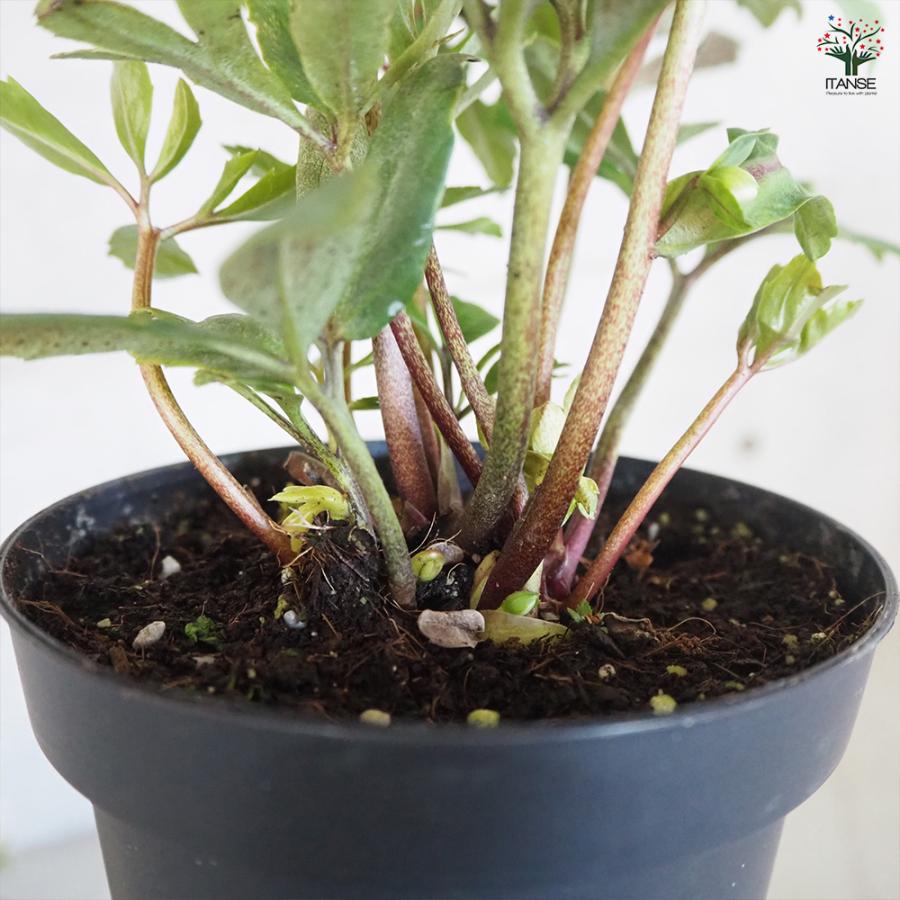 ITANSE クリスマスローズ パウロ 花苗 4.5〜5号鉢/1個売り 鉢花