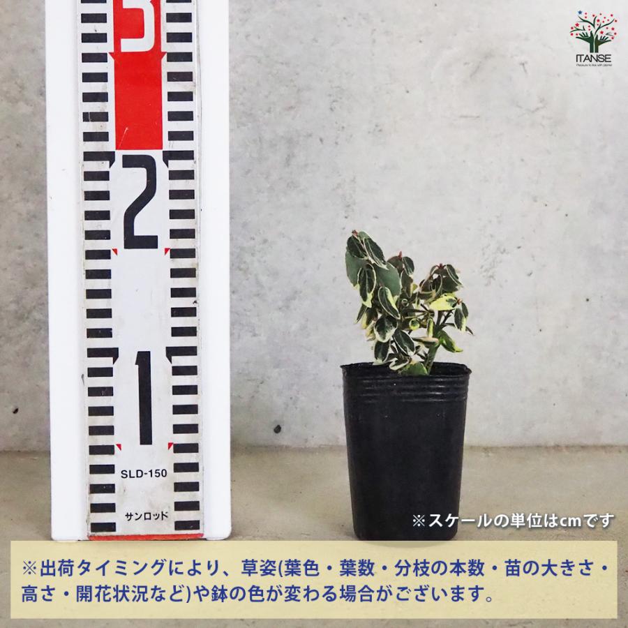 ITANSE アメリカツルマサキ エメラルドガイティ 花苗 3号ポット