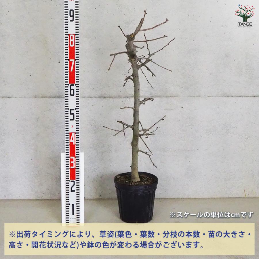 ITANSE ハナカイドウ 花木苗 6号ポット/1個売り カイドウ 花海棠