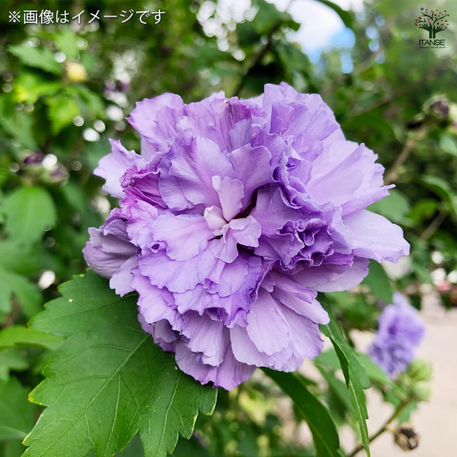 ITANSE ムクゲ ブルーベリー 花苗 5号/1個売り ローズオブシャロン