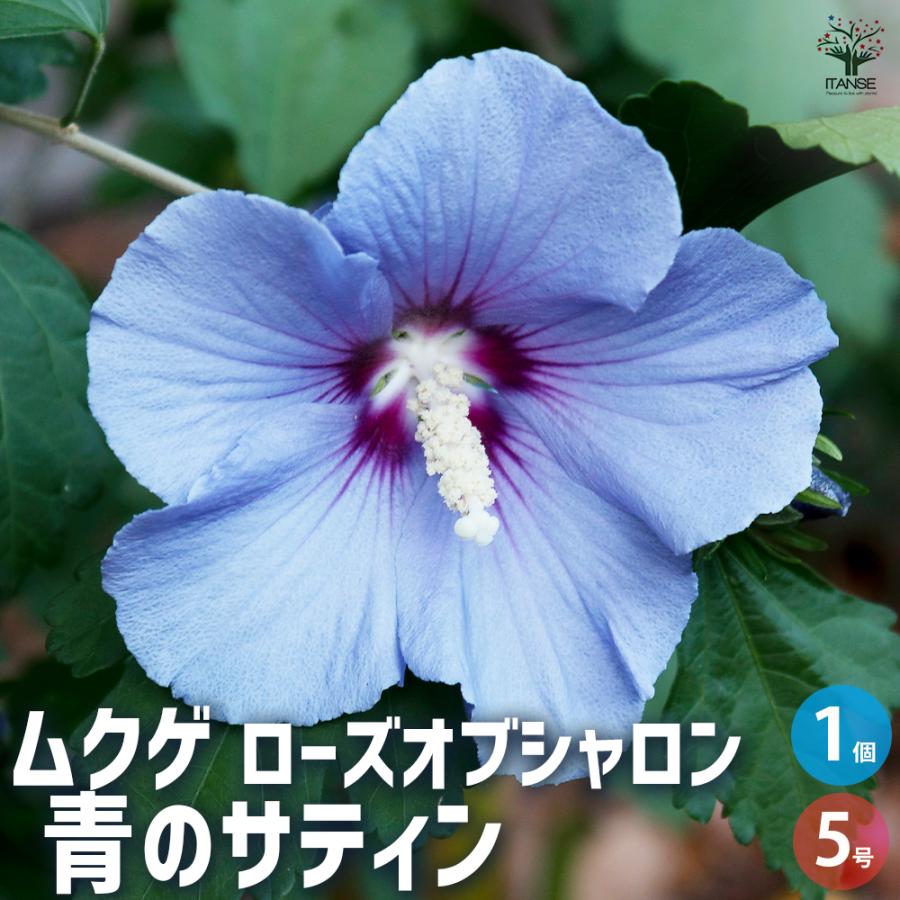 ITANSE ムクゲ 青のサティン 花苗 5号/1個売り ローズオブシャロン