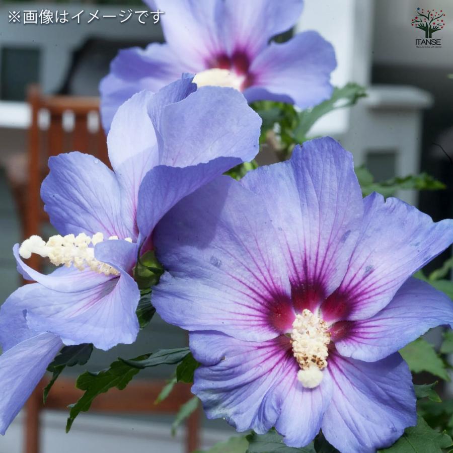 ITANSE ムクゲ 青のサティン 花苗 5号/1個売り ローズオブシャロン