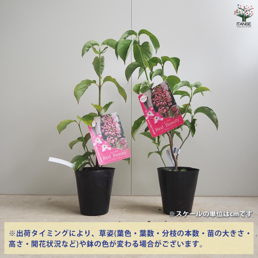 ITANSE ハナミズキ レッドビューティー 花木苗 4号 2年生 挿し木
