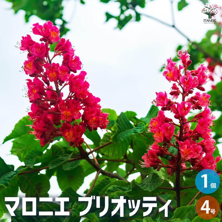 ITANSE マロニエ ブリオッティ 花木苗 4号 1年生 接木苗/1個売り