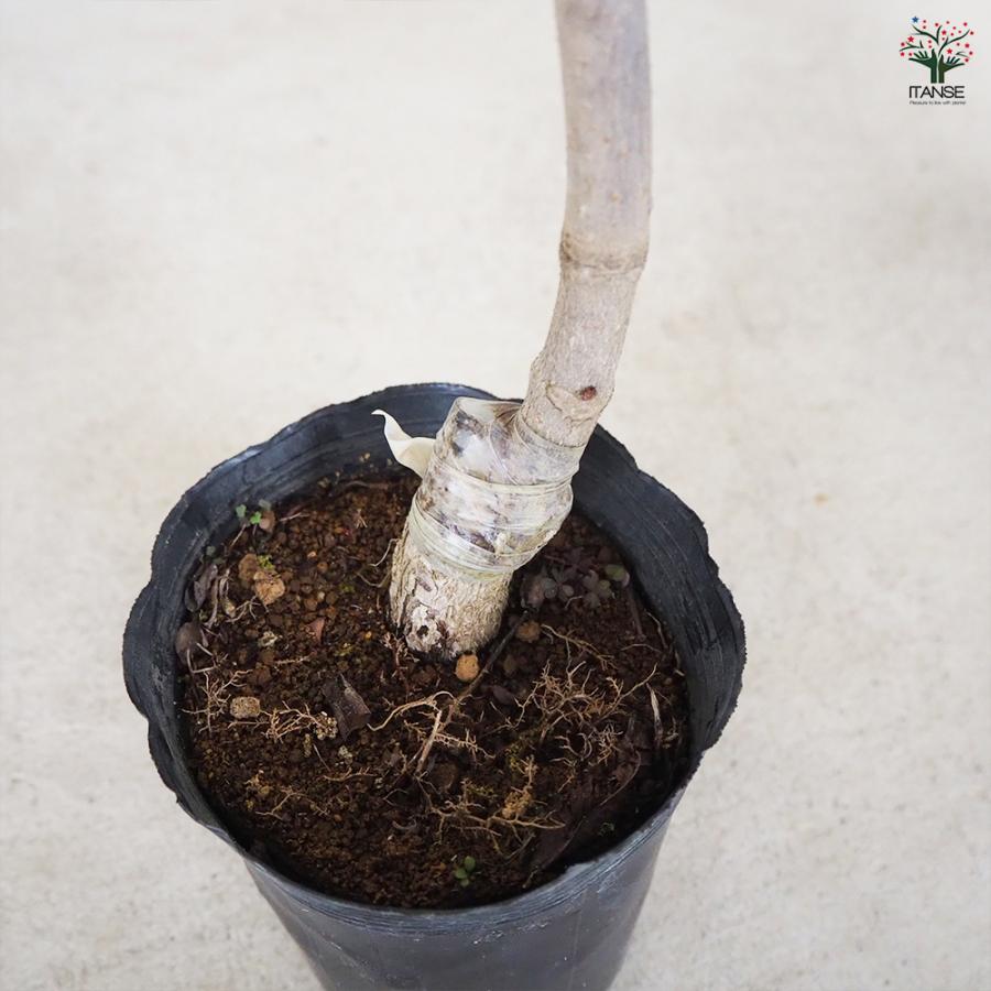 マネッティア苗 ITANSE マロニエ ブリオッティ 花木苗 4号 1年生 接木苗/1個売り