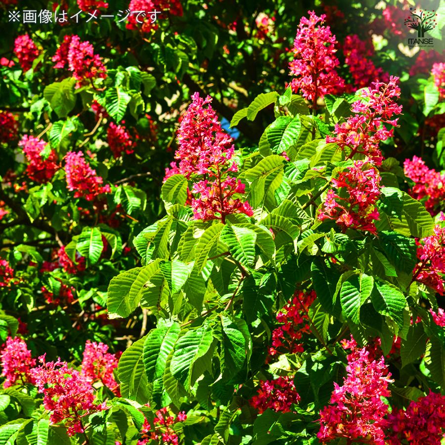 ITANSE マロニエ ブリオッティ 花木苗 4号 1年生 接木苗/1個売り