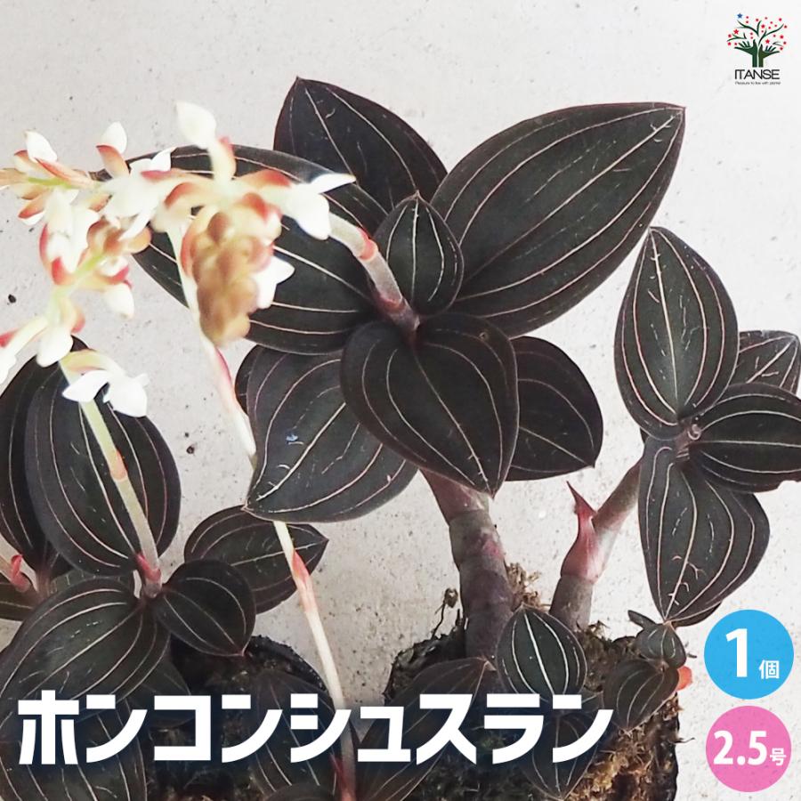 ITANSE シュスラン(ホンコンシュスラン) 花苗 2.5号ポット/1個売り シュスラン ホンコンシュスラン 洋ラン 花の苗 花 : 野菜苗 ...