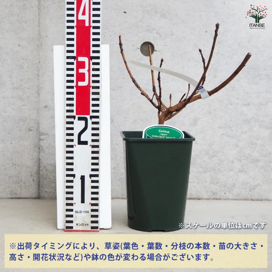 ITANSE スモークツリー ゴールデンスピリット 花木苗 4号 挿し木苗/1個